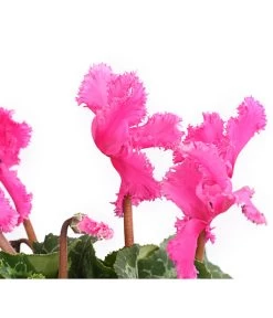 Alpenveilchen, Gefranst 18 Alpenveilchen, Gefranst -Gartenmöbelgeschäft 8217473 WE DE 003 AlpenveilchenCyclameGefranstT12DehnerExpressHerzig