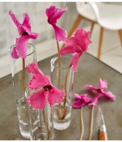 Alpenveilchen, Gefranst 20 Alpenveilchen, Gefranst -Gartenmöbelgeschäft 8217473 WE MO 002 SchmetterlingsorchideePhalaenopsisMini2TrieberGlasvaseBigStudioHamburg