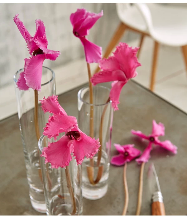 Alpenveilchen, Gefranst 9 Alpenveilchen, Gefranst – Bild 9