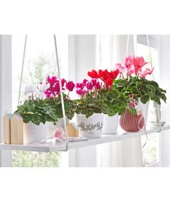 XXL Alpenveilchen 20 XXL Alpenveilchen -Gartenmöbelgeschäft 8217663 8217481 8217770 8619488 WE MO 001 AlpenveilchenCyclamenStandardT12UveSauer