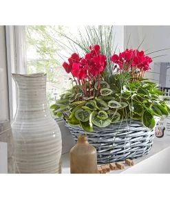 XXL Alpenveilchen 21 XXL Alpenveilchen -Gartenmöbelgeschäft 8217770 PR MO 001 CyclamenkorbUveSauer