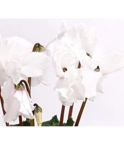 XXL Alpenveilchen 17 XXL Alpenveilchen -Gartenmöbelgeschäft 8217770 WE DE 001 AlpenveilchenCyclamenXXLPremiumT17DehnerExpressHerzig