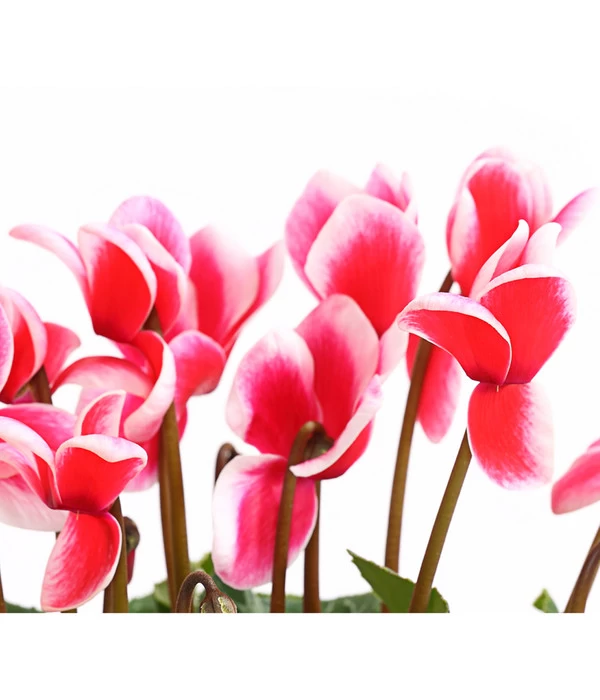 XXL Alpenveilchen 5 XXL Alpenveilchen – Bild 5