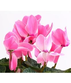 XXL Alpenveilchen 16 XXL Alpenveilchen -Gartenmöbelgeschäft 8217770 WE DE 003 AlpenveilchenCyclamenXXLPremiumT17DehnerExpressHerzig