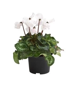 XXL Alpenveilchen 13 XXL Alpenveilchen -Gartenmöbelgeschäft 8217770 WE FS 001 AlpenveilchenCyclamenXXLPremiumT17DehnerExpressHerzig