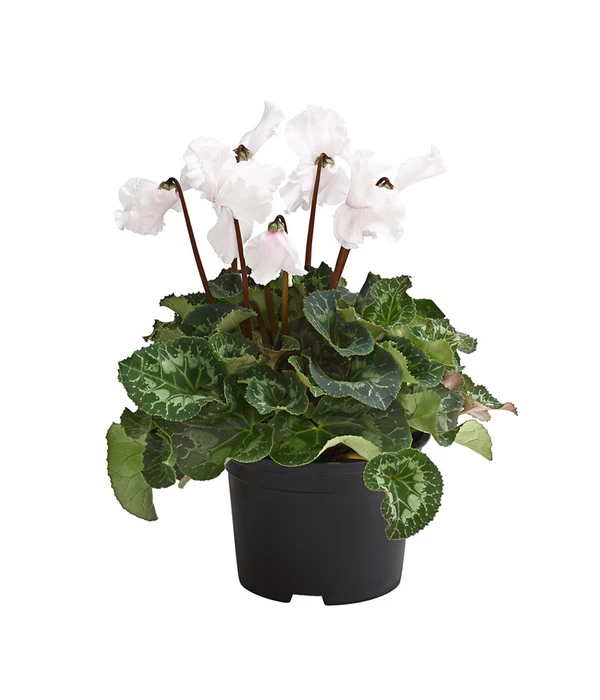 XXL Alpenveilchen 3 XXL Alpenveilchen – Bild 3