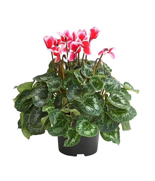 XXL Alpenveilchen 1 XXL Alpenveilchen