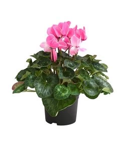 XXL Alpenveilchen 12 XXL Alpenveilchen -Gartenmöbelgeschäft 8217770 WE FS 003 AlpenveilchenCyclamenXXLPremiumT17DehnerExpressHerzig