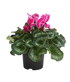 XXL Alpenveilchen 14 XXL Alpenveilchen -Gartenmöbelgeschäft 8217770 WE FS 004 AlpenveilchenCyclamenXXLPremiumT17DehnerExpressHerzig