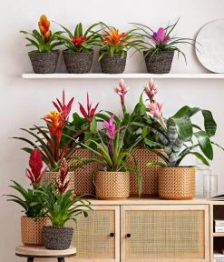 Vriesea - Bromelia Cultivars, Verschiedene Sorten -Gartenmöbelgeschäft 8223315 WE MO 001 Bromelien