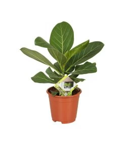 Banyanbaum - Ficus Benghalensis 'Audrey'