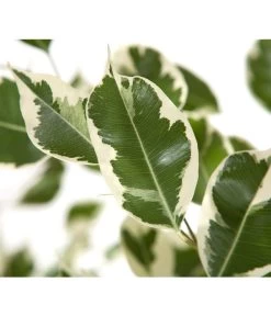 Birkenfeige - Ficus Benjamina 'Forever', Verschiedene Sorten -Gartenmöbelgeschäft 8229106 BildD 002 BirkenfeigeFicusForeverMixFicusForeverMix120