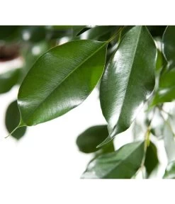 Birkenfeige - Ficus Benjamina 'Forever', Verschiedene Sorten -Gartenmöbelgeschäft 8229106 BildD 003 BirkenfeigeFicusForeverMixFicusForeverMix120