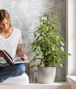 Birkenfeige - Ficus Benjamina 'Forever', Verschiedene Sorten -Gartenmöbelgeschäft 8229106 WE MO 001 BirkenfeigeFicusForeverMixT21