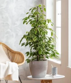 Birkenfeige - Ficus Benjamina 'Forever', Verschiedene Sorten -Gartenmöbelgeschäft 8229106 WE MO 001 FicusForeverMixT21