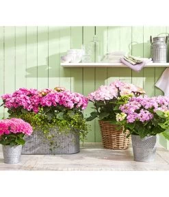 Hortensie 'Schloss Zuschendorf' 6 Hortensie 'Schloss Zuschendorf' -Gartenmöbelgeschäft 8233801 8233918 8695884 8236705 WE MO 001 HortensienRosa HortensieYouandMe HortensieSchlossZuschendorf