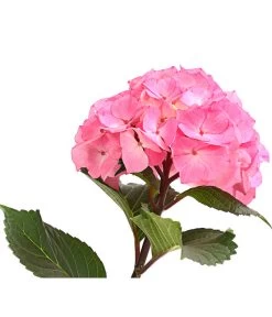 Hortensie 'Schloss Zuschendorf' 7 Hortensie 'Schloss Zuschendorf' -Gartenmöbelgeschäft 8236705 WE DE 001 HortensieHydrangeaMacrophyllaSchlossZuschendorfT14OWDehnerExpressHerzig