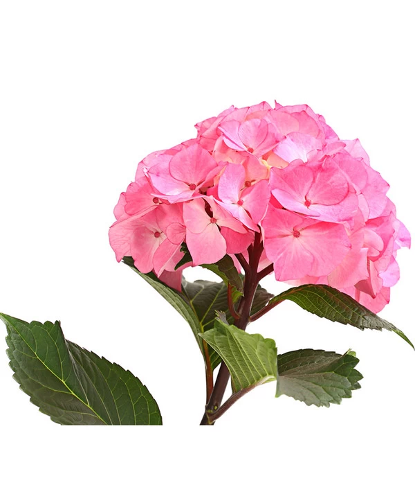 Hortensie 'Schloss Zuschendorf' 4 Hortensie 'Schloss Zuschendorf' – Bild 4