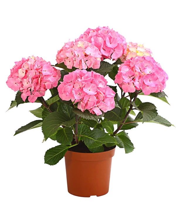 Hortensie 'Schloss Zuschendorf' 1 Hortensie 'Schloss Zuschendorf'