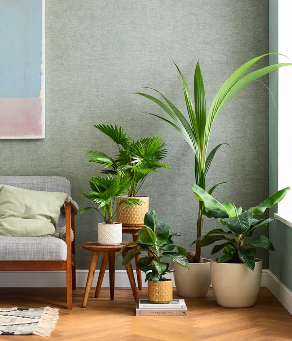 Rundblättrige Schirmpalme - Livistona Rotundifolia 3 Rundblättrige Schirmpalme - Livistona Rotundifolia – Bild 3