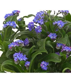 Vergissmeinnicht 11 Vergissmeinnicht -Gartenmöbelgeschäft 8244501 PR DE 001 MyosotisSylvaticaVergissmeinnichtT11DehnerHerzig