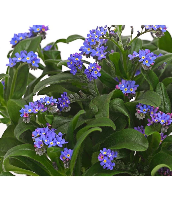 Vergissmeinnicht 6 Vergissmeinnicht – Bild 6