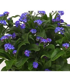 Beet- & Balkonpflanzen-Set Bunter Frühling, 6-teilig -Gartenmöbelgeschäft 8244501 WE DE 003 VergissmeinnichtMyosotisSylvaticaT11