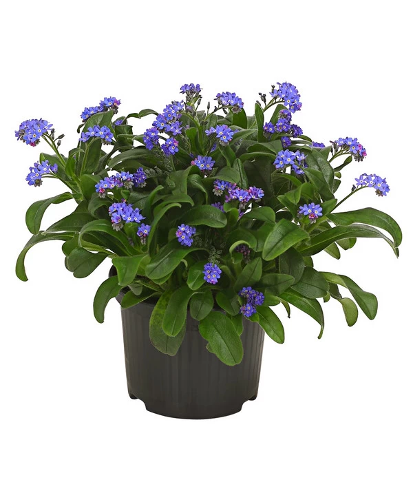 Vergissmeinnicht 1 Vergissmeinnicht