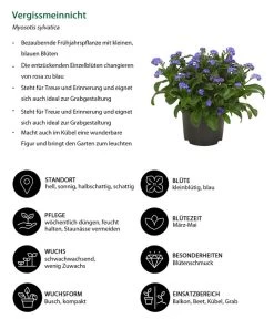 Vergissmeinnicht 10 Vergissmeinnicht -Gartenmöbelgeschäft 8244501 WE IG 001 Vergissmeinnicht