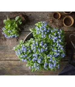 Vergissmeinnicht 9 Vergissmeinnicht -Gartenmöbelgeschäft 8244501 WE MO 001 MyosotisSylvaticaVergissmeinnichtT11blauGC2021