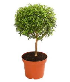 Brautmyrte, Stämmchen