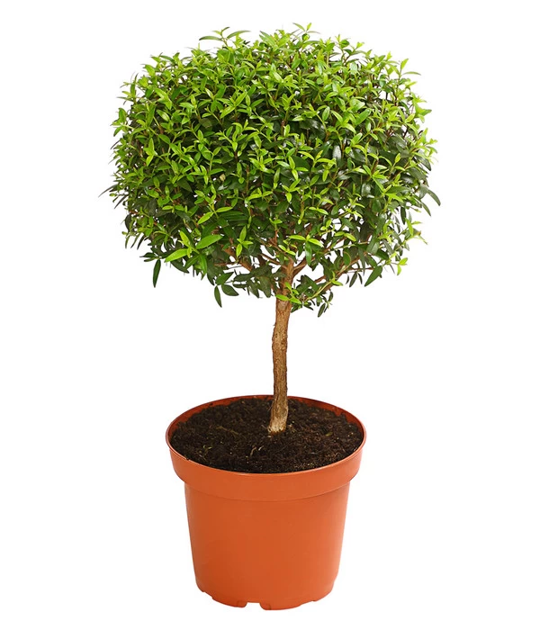 Brautmyrte, Stämmchen 1 Brautmyrte, Stämmchen