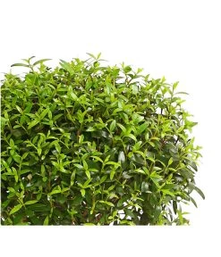 Brautmyrte, Stämmchen 5 Brautmyrte, Stämmchen -Gartenmöbelgeschäft 8244626 PR WE 001 MyrtusStammDehnerExpressHerzig