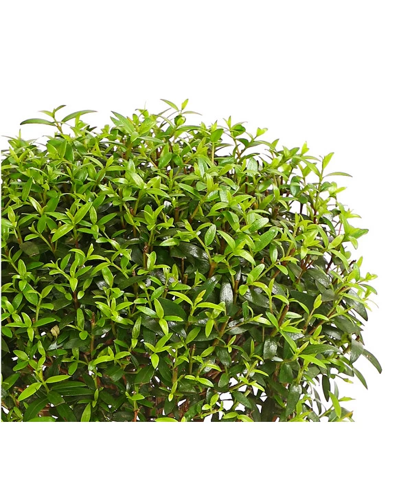 Brautmyrte, Stämmchen 3 Brautmyrte, Stämmchen – Bild 3