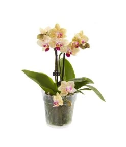 Midi Schmetterlingsorchidee - Phalaenopsis Cultivars, Verschiedene Sorten -Gartenmöbelgeschäft 8252900 BildFS 001 PhalaenopsisMidi2TrieberGelb