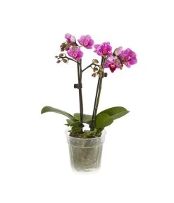 Midi Schmetterlingsorchidee - Phalaenopsis Cultivars, Verschiedene Sorten -Gartenmöbelgeschäft 8252900 BildFS 002 PhalaenpsisMidi2TrieberLila