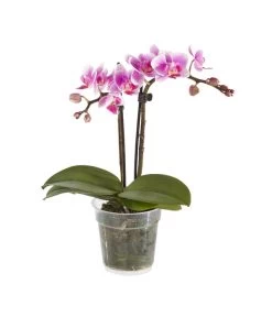 Midi Schmetterlingsorchidee - Phalaenopsis Cultivars, Verschiedene Sorten -Gartenmöbelgeschäft 8252900 BildFS 003 PhalaenopsisMidi2TrieberRosa