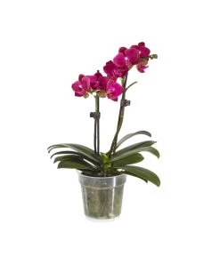 Midi Schmetterlingsorchidee - Phalaenopsis Cultivars, Verschiedene Sorten -Gartenmöbelgeschäft 8252900 BildFS 004 PhalaenopsisMidi2TrieberViolett