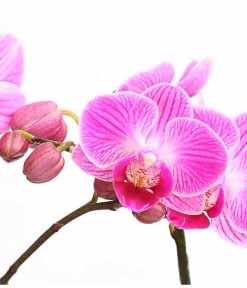Midi Schmetterlingsorchidee - Phalaenopsis Cultivars, Verschiedene Sorten -Gartenmöbelgeschäft 8252900 WE DE 001 SchmetterlingsorchideePhalaneopsis2TrieberMidiT9DehnerExpressHerzig