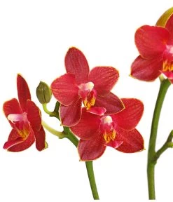 Midi Schmetterlingsorchidee - Phalaenopsis Cultivars, Verschiedene Sorten -Gartenmöbelgeschäft 8252900 WE DE 003 SchmetterlingsorchideePhalaneopsis2TrieberMidiT9DehnerExpressHerzig