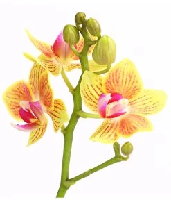Midi Schmetterlingsorchidee - Phalaenopsis Cultivars, Verschiedene Sorten -Gartenmöbelgeschäft 8252900 WE DE 004 SchmetterlingsorchideePhalaneopsis2TrieberMidiT9DehnerExpressHerzig