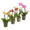 Midi Schmetterlingsorchidee - Phalaenopsis Cultivars, Verschiedene Sorten