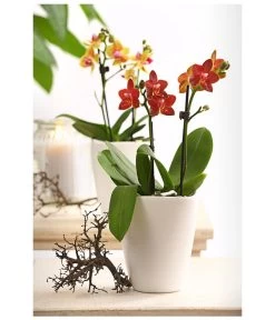 Midi Schmetterlingsorchidee - Phalaenopsis Cultivars, Verschiedene Sorten -Gartenmöbelgeschäft 8252900 WE MO 001 SchmetterlingsorchideePhalaneopsis2TrieberMidiT9DehnerExpressHerzig