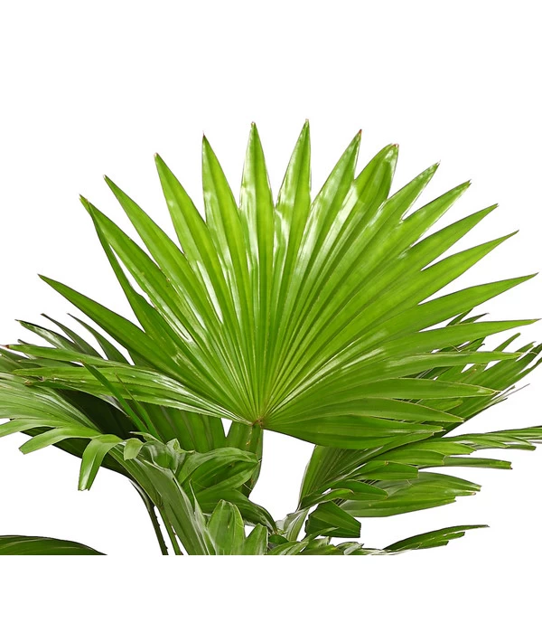 Rundblättrige Schirmpalme - Livistona Rotundifolia 6 Rundblättrige Schirmpalme - Livistona Rotundifolia – Bild 6