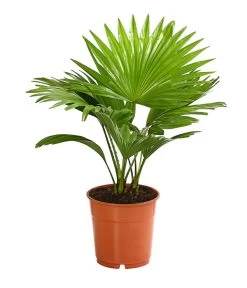 Rundblättrige Schirmpalme - Livistona Rotundifolia