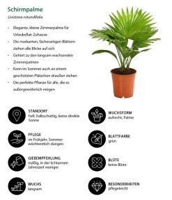 Rundblättrige Schirmpalme - Livistona Rotundifolia 10 Rundblättrige Schirmpalme - Livistona Rotundifolia -Gartenmöbelgeschäft 8255853 WE IG 001 LivistonaRotunddifoliaT12DehnerExpressHerzig