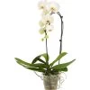 Schmetterlingsorchidee - Phalaenopsis Cultivaris 'Cascade'