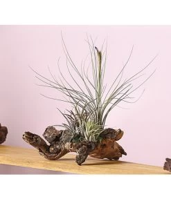 Tillandsien-Arrangement Auf Wurzelbaum - Tillandsia Hybride, 3-teilig -Gartenmöbelgeschäft 8270332 WE MO 001 TIllandsienAufMopaniwurzelXXL5PflanzenDehnerExpressHerzig