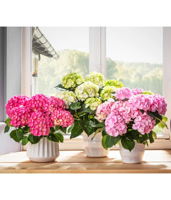 Hortensie 'Schloss Zuschendorf' 2 Hortensie 'Schloss Zuschendorf' – Bild 2