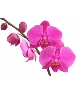 Schmetterlingsorchidee - Phalaenopsis Cultivars, Verschiedene Sorten -Gartenmöbelgeschäft 8280919 PR DE 003 Phalaenopsis4TrieberMixT12DehnerExpressHerzig